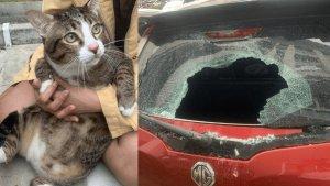 kucing-selamat-usai-jatuh-dari-lantai-6.jpg