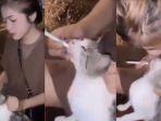 Aksi-Bodoh-Wanita-Paksa-Kucing-Merokok-di-Tebing-Tinggi-Paksa-Masukkan-Rokok-ke-Mulut-Anabul.jpg