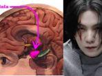 Amygdala-dan-Suga-BTS.jpg