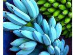 Blue-Java-Banana.jpg