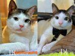 Bobby Kertanegara Kucing Jenis Apa ? Warna Putih dan Loreng Hitam Jadi Ciri Khas