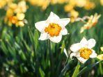 Bunga-Daffodil-Narcissus-Bunga-Daffodil-Bunga-Narcissus.jpg