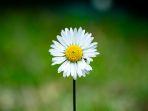 Bunga Daisy