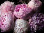 Bunga-Peony.jpg