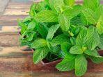 Daun-Mint-atau-Peppermint.jpg