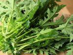 Daun-Pepaya-Potong.jpg