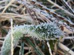 Daun-terkena-embun-es-di-komplek-candi-Arjuna-Dieng.jpg