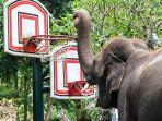 Elephant-Safari-Park-2.jpg