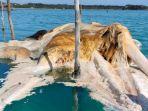 Gajah-Mina-yang-sebenarnya-adalah-paus-baleen-di-Laut-Natuna-Utara.jpg