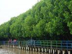 Hutan-Mangrove-Kaliwlingi.jpg