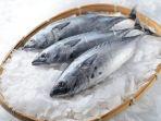 Ikan-Tongkol-Euthynnus-affinis2.jpg