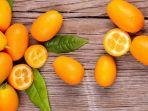 Ilustrasi-buah-kumquat2.jpg