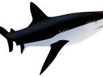 Ilustrasi-ikan-hiu.jpg