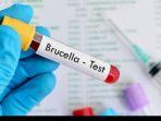 Ilustrasi-tes-brucella-brucellosis.jpg
