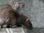 Ilustrasi-tikus-curut.jpg