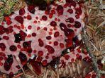 Jamur Gigi Berdarah (Hydnellum peckii)
