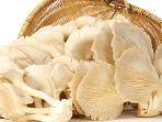 Jamur-Tiram3.jpg