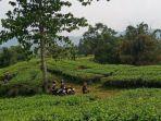 Kebun-Teh-Cianten2.jpg