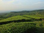 Kebun-Teh-Kertowono-Lumajang.jpg