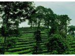 Kebun-Teh-Pagilaran.jpg
