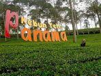 Kebun-Teh-Panama-2025.jpg