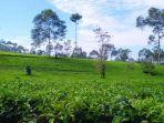 Kebun-Teh-Tanjungsari-Wonosobo2.jpg