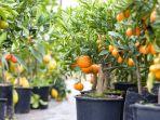 Menanam-Jeruk-dalam-Pot.jpg