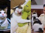 Mengenal Bobby Kertanegara, Kucing Gemoy Prabowo Subianto, Dulu Kucing Jalanan Kini Curi Perhatian