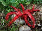 Octopus-Stinkhorn-atau-dikenal-dengan-sebutan-jari-iblis-atau-jari-hantu.jpg