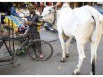 India Ingin Ubah Hari Valentine Jadi 'Hari Memeluk Sapi'
