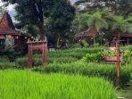 Sawah-Segar-Resto-Nursery-66666666666.jpg