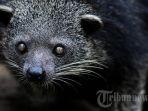 TRIBUN-JABARGANI-KURNIAWANbayi-binturong.jpg