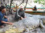 Cerita Persahabatan Manusia dengan Buaya Berakhir, Pak Ambo Menangis Usai Tau Buaya Riska Dievakuasi