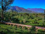 Tea-Bridge-di-kawasan-Agro-Wisata-Gunung-Mas-Puncak-Bogor2.jpg