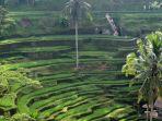 Terasering Tegalalang