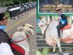 Viral-seorang-wisudawan-UNS-menunggangi-sapi-ke-kampus.jpg