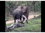 Viral-video-dua-gajah-berkelahi.jpg