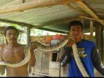 aksi-penangkapan-ular-piton-sepanjang-3-meter-yang-makan-belasan-ayam.jpg