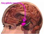 amygdala.jpg