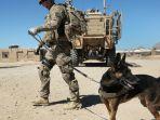 anjing-militer-Amerika.jpg