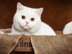 british-shorthair-white.jpg