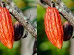 buah-kakao.jpg