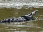 buaya-liar-yang-lehernya-terlilit-ban-bekas.jpg