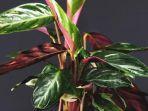 calathea-001211.jpg