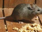 cara-basmi-tikus.jpg