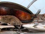 cara-hilangkan-bau-bangkai-tikus.jpg