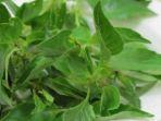 daun-kemangi.jpg