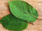 daun-kratomm.jpg