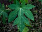 daun-pepaya-manfaat-kesehatan.jpg