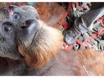 fakta-di-balik-foto-orangutan-yang-terluka.jpg